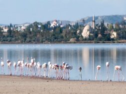 flamingo-birdsjpg