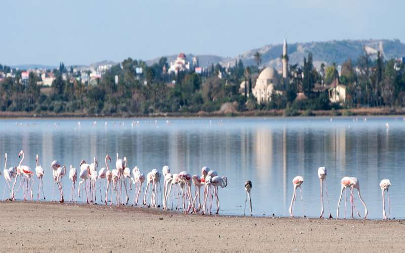 flamingo-birdsjpg