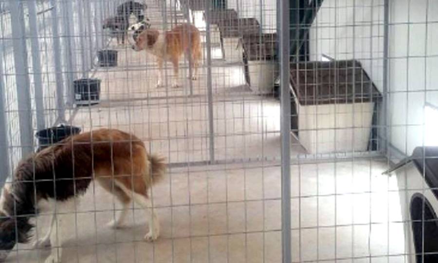 Νέα σελίδα για τα αδέσποτα στην Πάφο – Σύγχρονο σχέδιο για καταφύγιο €250.000