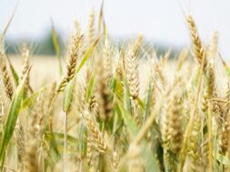 krithari-kalliergeia-sitira-agro