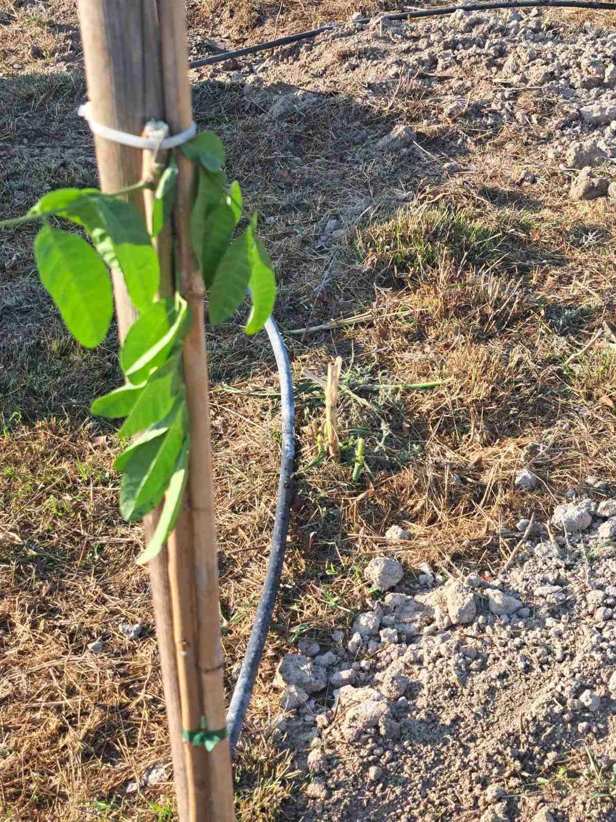 Βανδαλισμός στα Λιβάδια: «Αποκεφάλισαν» τέσσερα νεοφυτεμένα δέντρα – Αγανακτισμένος ο Αντιδήμαρχος Μ. Αρμένης  (φώτο)