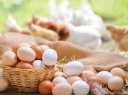 avga-kotes-eggs-chicken