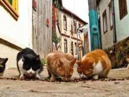 cats