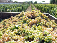 grapesharvested