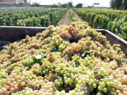 grapesharvested