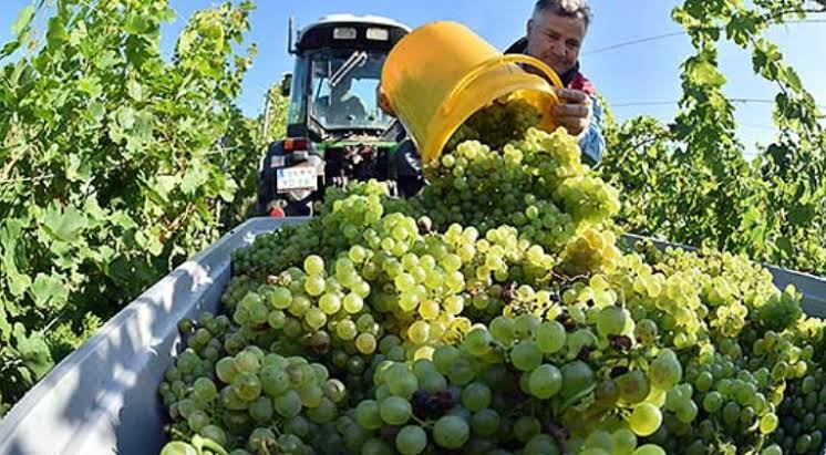 «Καμπανάκι» για την κυπριακή αμπελουργία – Έως και 75% λιγότερα σταφύλια στις οινοβιομηχανίες