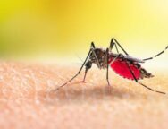 Mosquito,Drinks,Blood,Out,Of,Man.,Macro,Shot