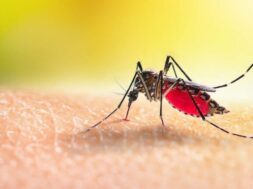 Mosquito,Drinks,Blood,Out,Of,Man.,Macro,Shot