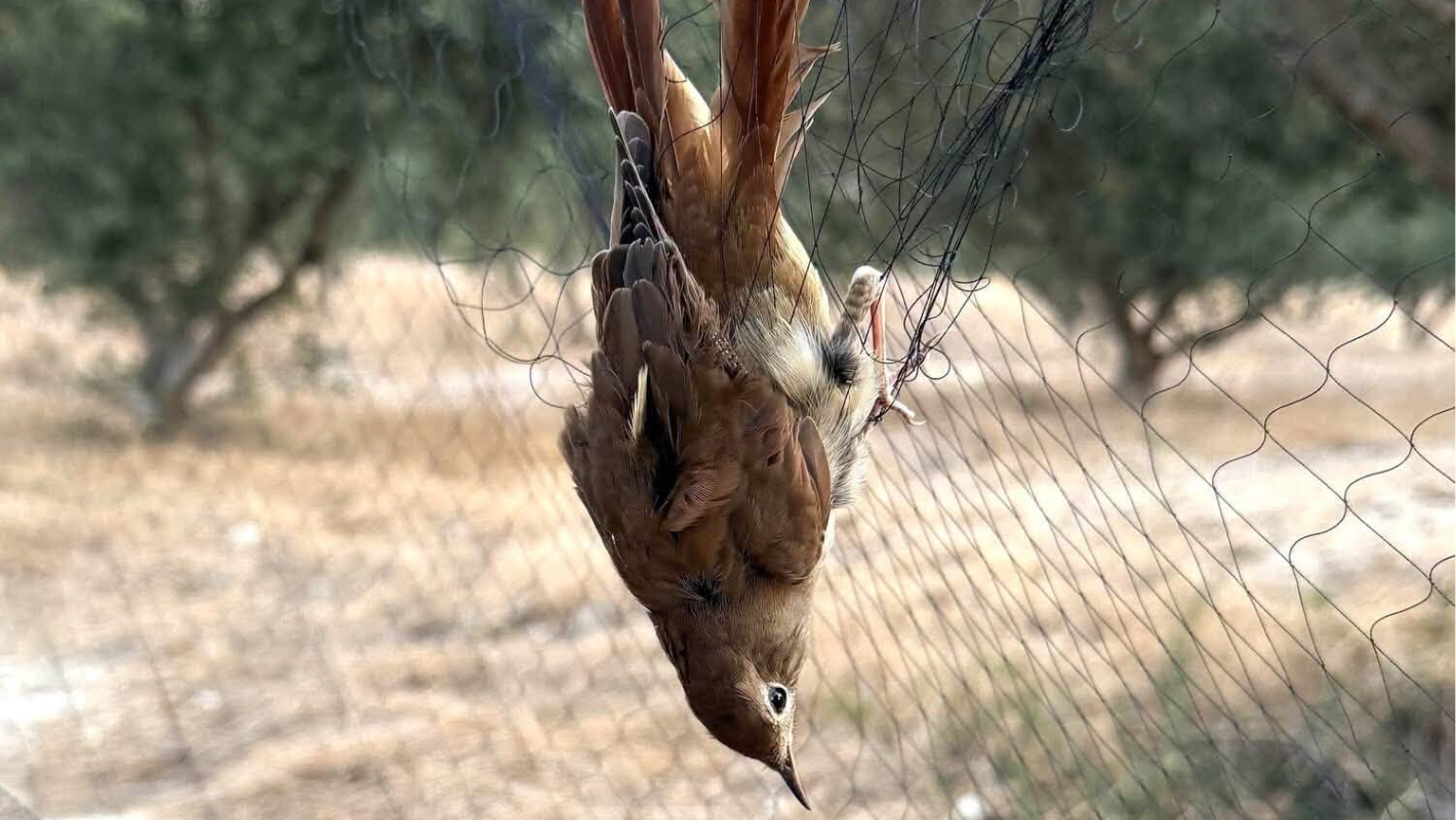 Επιχείρηση κατά της λαθροθηρίας στη Λάρνακα – Απελευθερώθηκαν 103 άγρια πτηνά