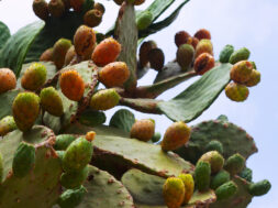 opuntia ficus-indica (prickly pear) plant