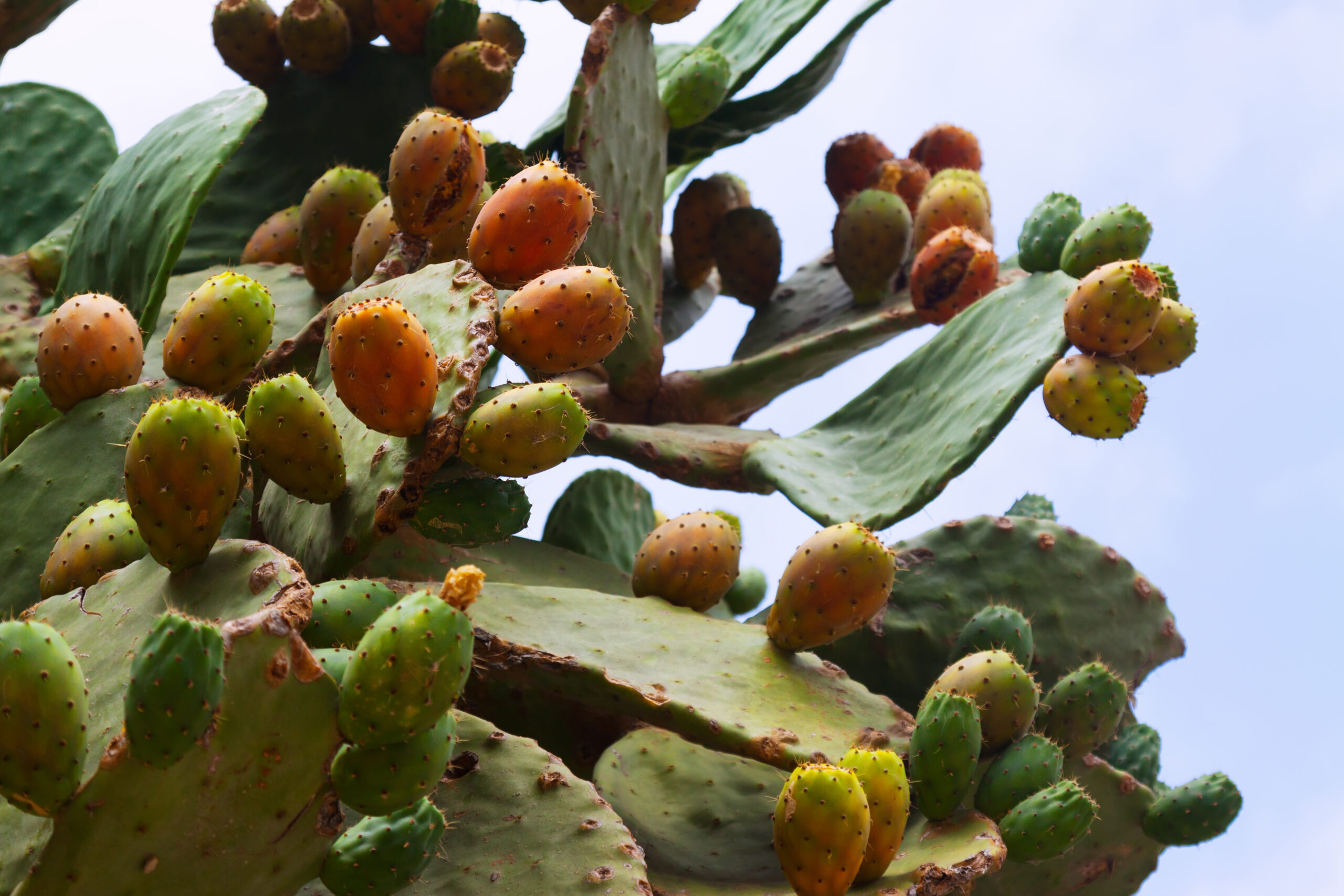 opuntia ficus-indica (prickly pear) plant