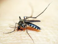 s3.gy.digital_ypharmacy_uploads_asset_data_21053_Mosquito-virus_advice-against-virus-transfer