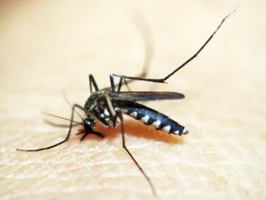 s3.gy.digital_ypharmacy_uploads_asset_data_21053_Mosquito-virus_advice-against-virus-transfer