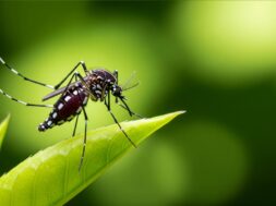 Aedes,Aegypti,Mosquito.,Close,Up,A,Mosquito,On,Leaf