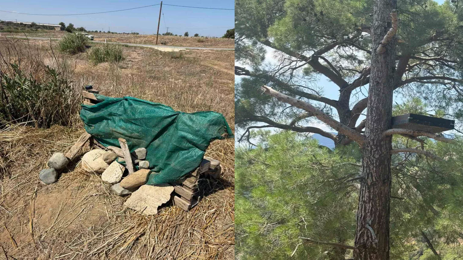 «Παράνομα πόστα και ταΐστρες από κυνηγούς – Στο στόχαστρο των Αρχών οι αυθαίρετες πρακτικές» – Σε κίνδυνο αγρινά και λαγοί για προσέλκυση της φάσσας
