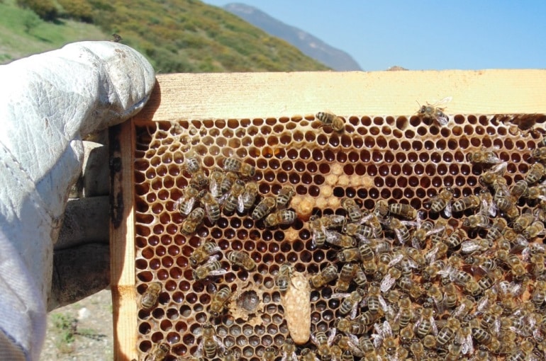 Συναγερμός για τις μέλισσες στην Κύπρο, επικίνδυνο παράσιτο εντοπίστηκε στην Τουρκία