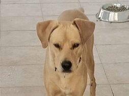BRUNO-2-e1793270569233-768×433