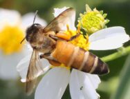 bidens-apis_dorsata-pollen_baskets