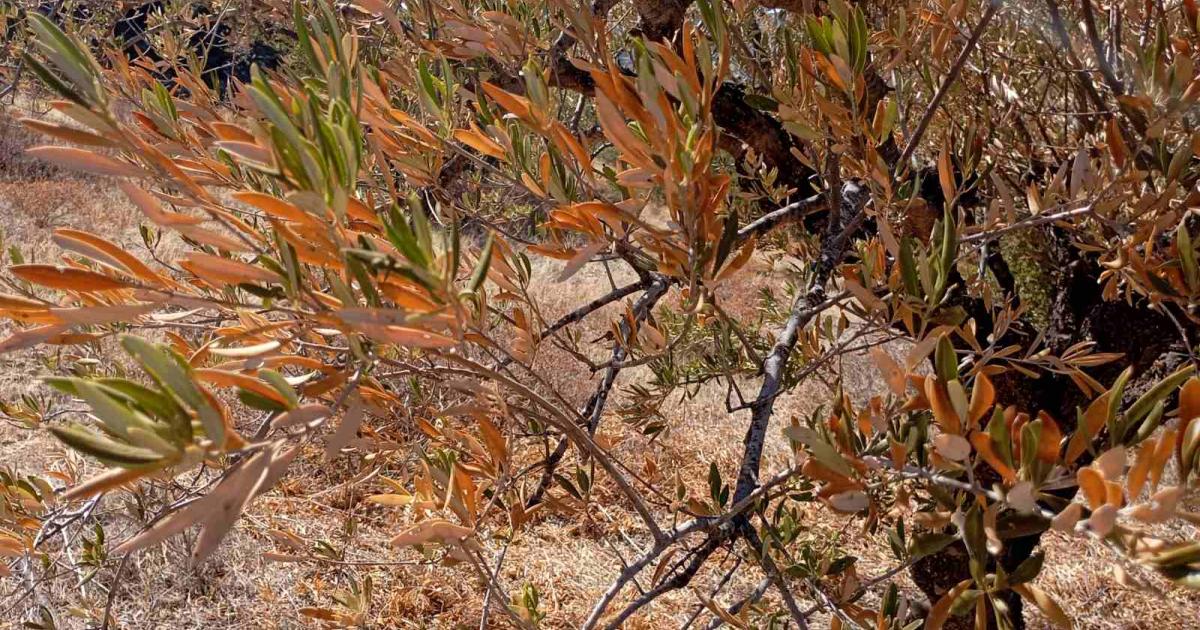 Υπουργικό: Στήριξη ύψους €4,6 εκατ. στους αγρότες που επλήγησαν από ξηρασία