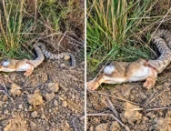 snake_and_hare_in_dry_scrubland