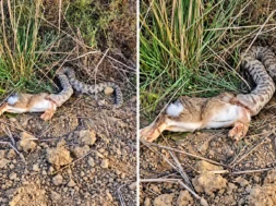 snake_and_hare_in_dry_scrubland