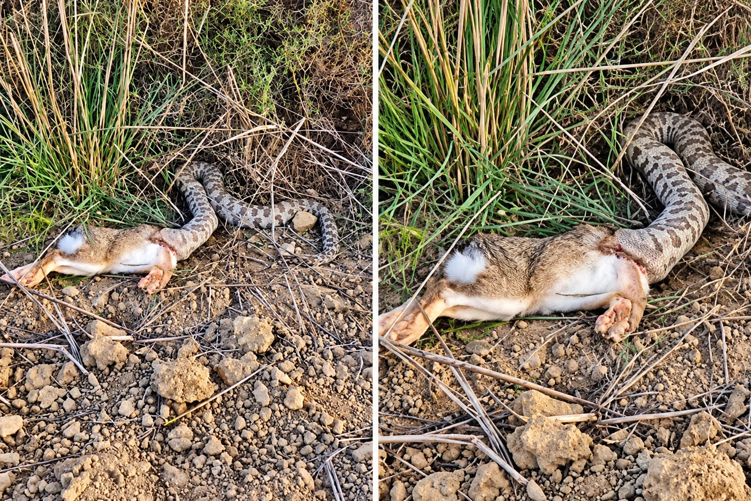 snake_and_hare_in_dry_scrubland