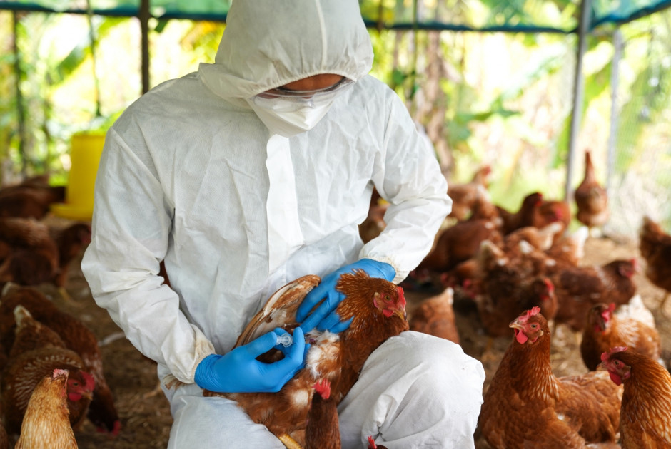Σε επιφυλακή στα κατεχόμενα για τη γρίπη των πτηνών